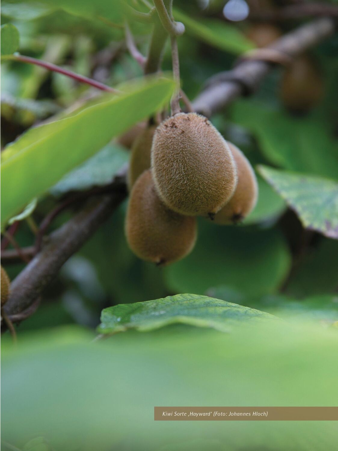 Bild: 9783706625531 | 555 Obstsorten für den Permakulturgarten und -balkon | Tatschl | Buch