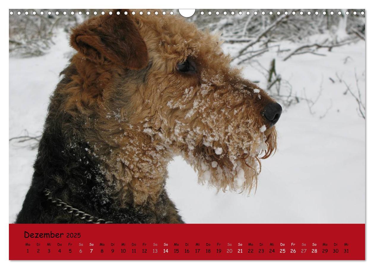 Bild: 9783435665488 | Airedale Terrier (Wandkalender 2025 DIN A3 quer), CALVENDO...