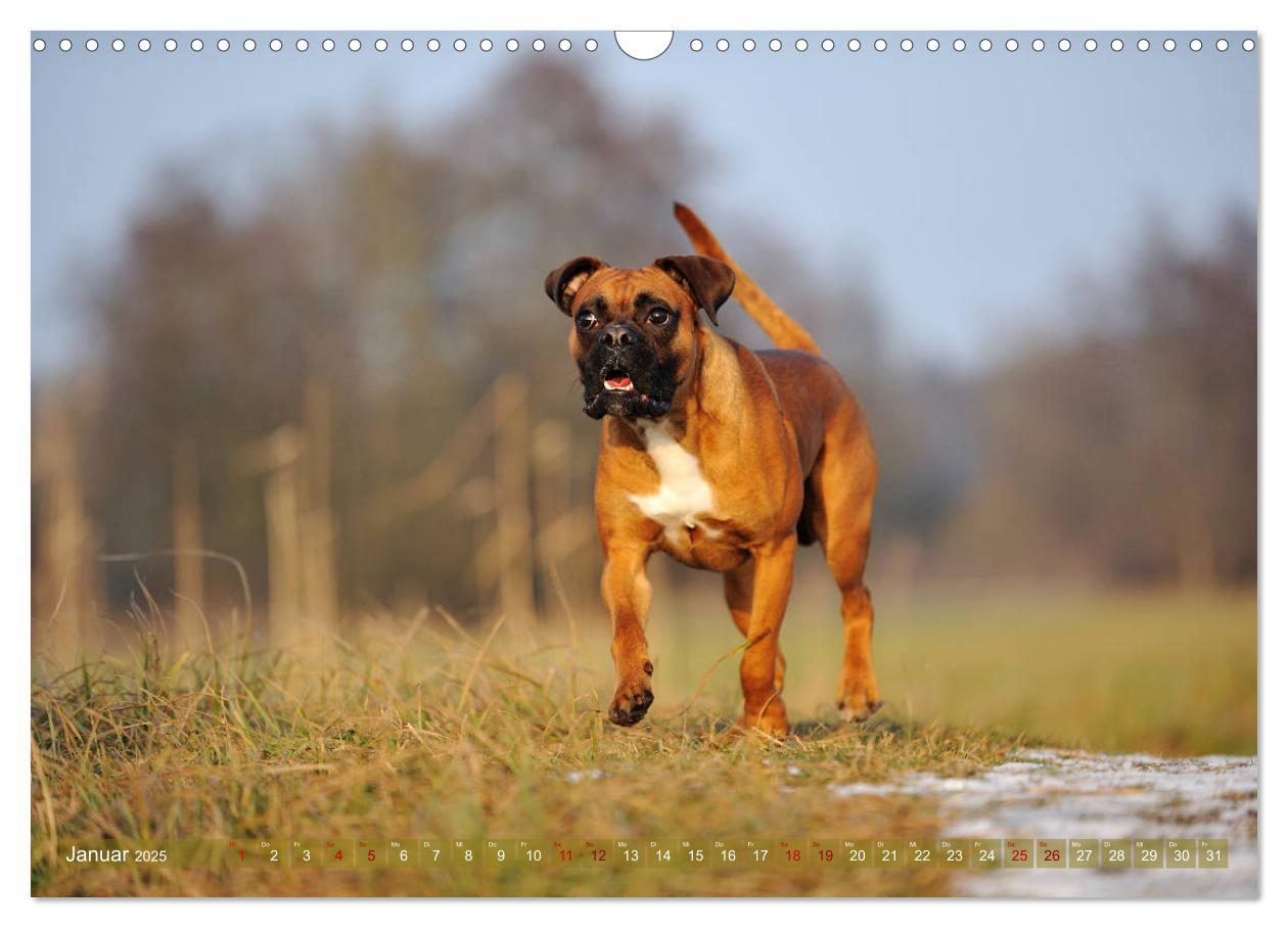 Bild: 9783435411849 | Gut - besser - Boxer (Wandkalender 2025 DIN A3 quer), CALVENDO...