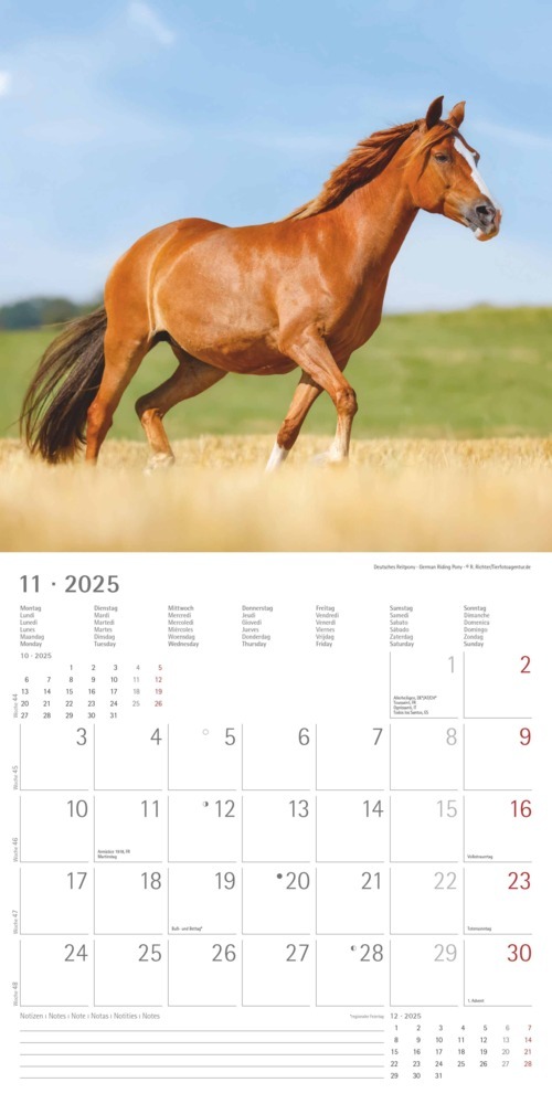 Bild: 4251732343040 | Alpha Edition - Ponys 2025 Broschürenkalender, 30x30cm,...