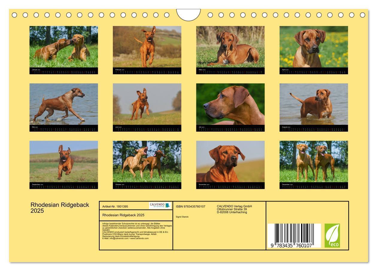 Bild: 9783435760107 | Rhodesian Ridgeback 2025 (Wandkalender 2025 DIN A4 quer), CALVENDO...