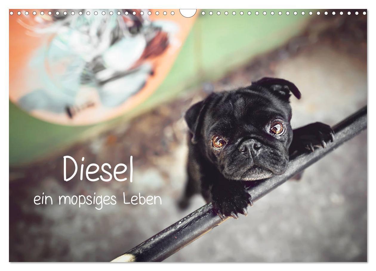 Cover: 9783675675391 | Diesel - ein mopsiges Leben (Wandkalender 2024 DIN A3 quer),...