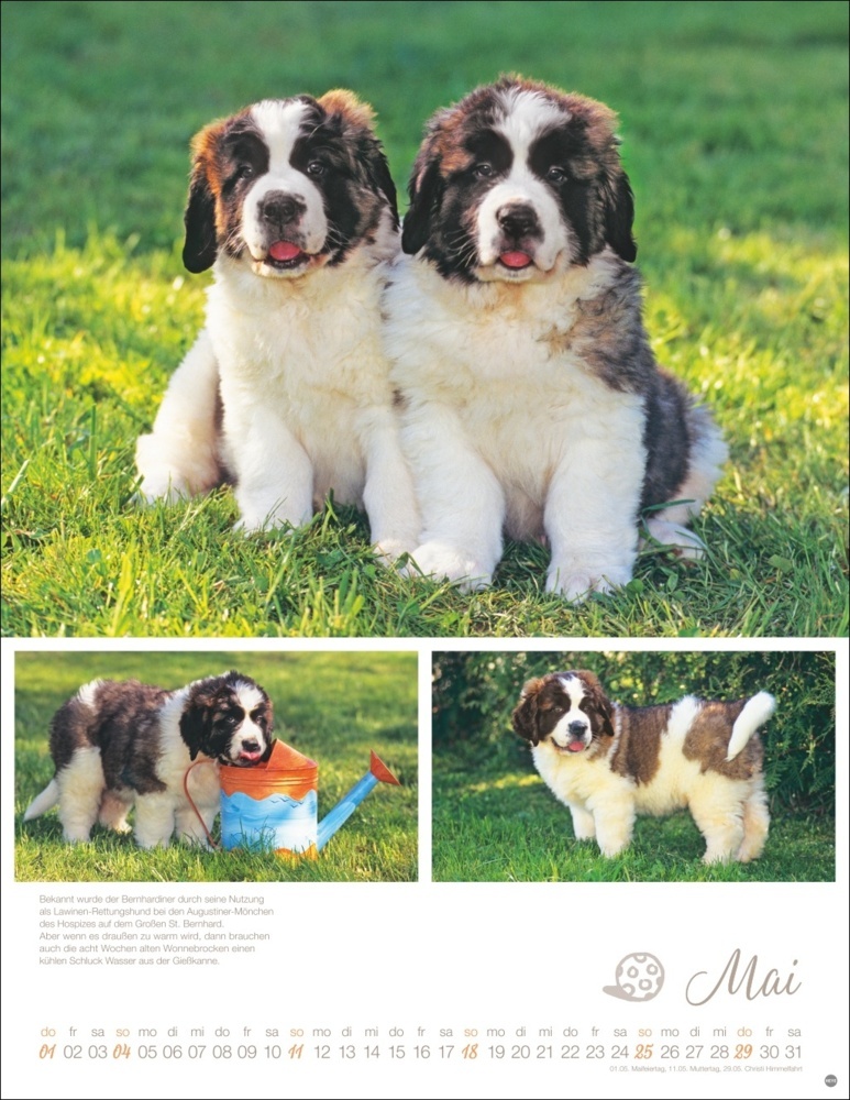 Bild: 9783756405329 | Hundekinder Posterkalender 2025 | Monika Wegler | Kalender | 14 S.