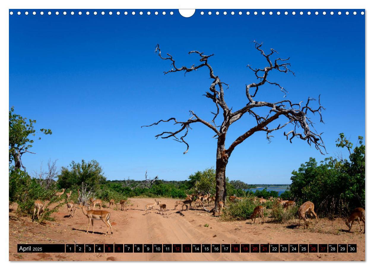 Bild: 9783435452125 | Faszination Botswana (Wandkalender 2025 DIN A3 quer), CALVENDO...