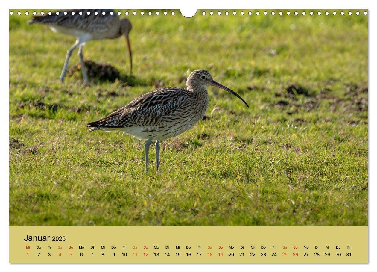 Bild: 9783435118410 | Limikolen - Watvögel am norddeutschen Wattenmeer (Wandkalender 2025...