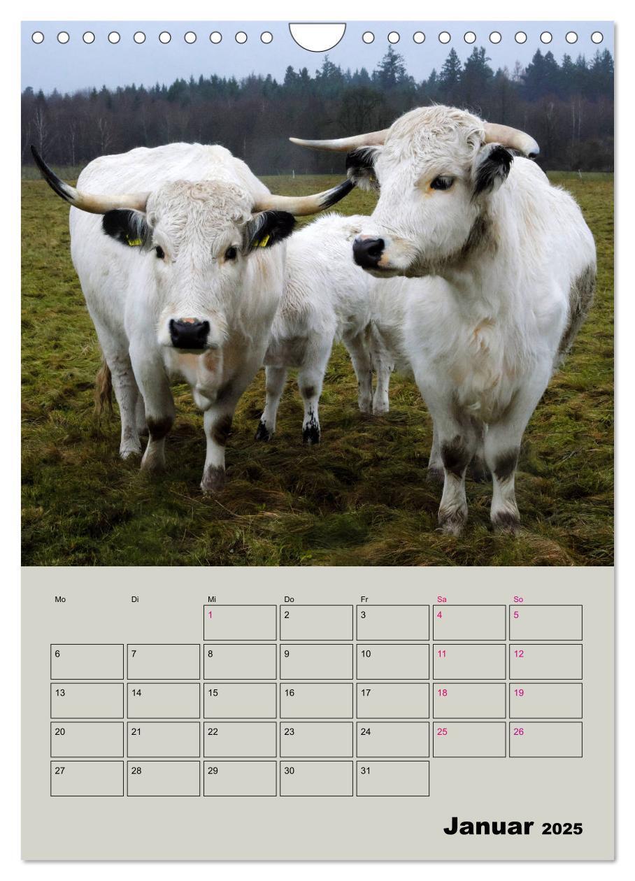 Bild: 9783435970292 | Kuhportraits Hornkühe (Wandkalender 2025 DIN A4 hoch), CALVENDO...