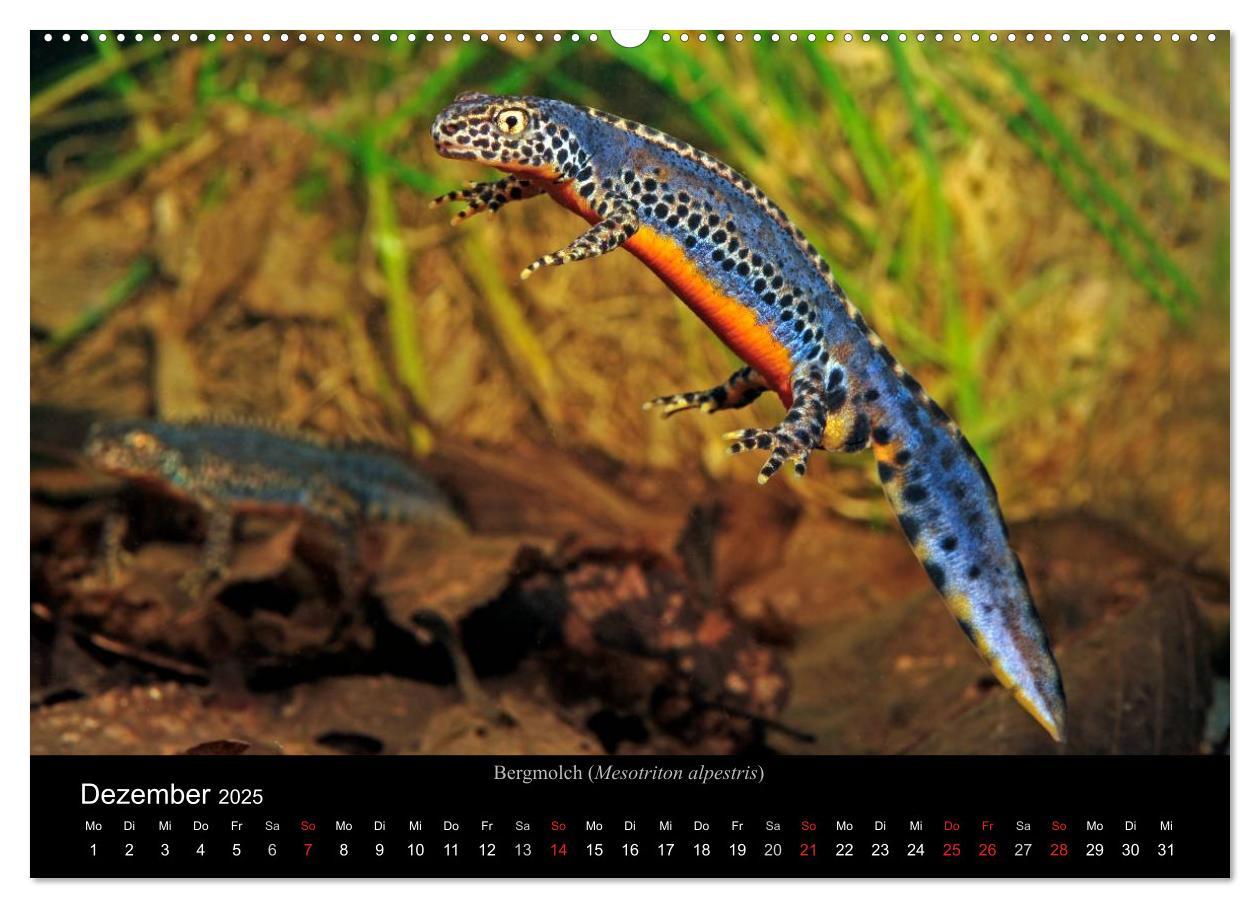 Bild: 9783435771837 | Salamander und Molche (Wandkalender 2025 DIN A2 quer), CALVENDO...