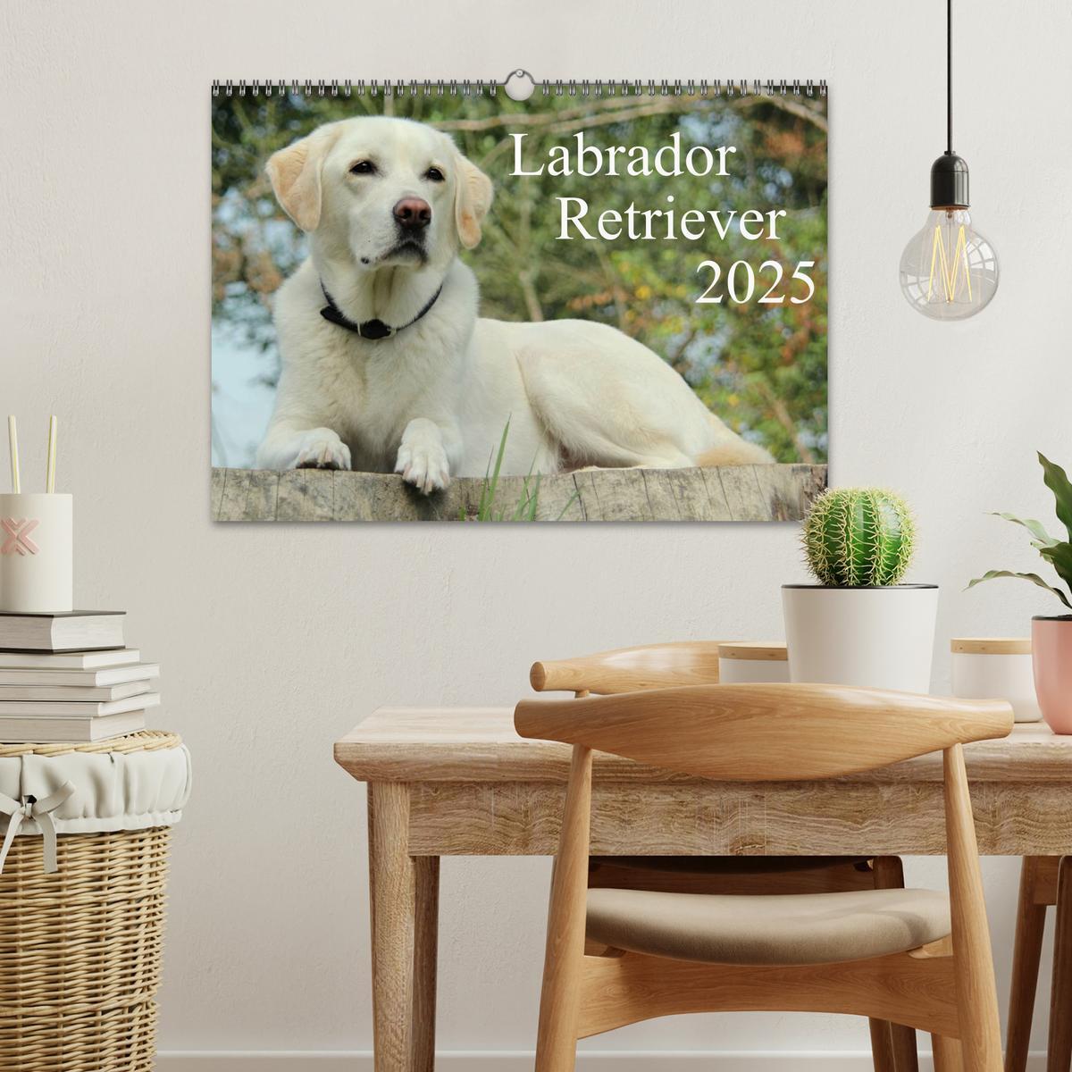 Bild: 9783435756575 | Labrador Retriever 2025 (Wandkalender 2025 DIN A3 quer), CALVENDO...