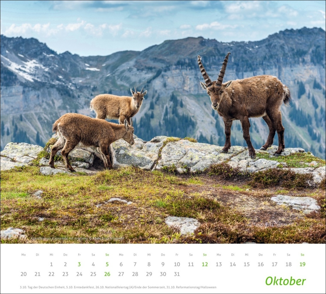 Bild: 9783756406913 | Heimische Tiere Bildkalender 2025 | Kalender | Spiralbindung | 14 S.