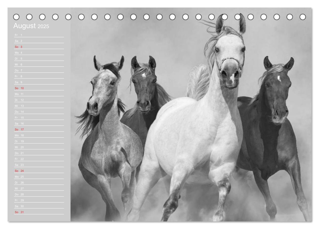 Bild: 9783435684472 | Arabische Pferde (Tischkalender 2025 DIN A5 quer), CALVENDO...