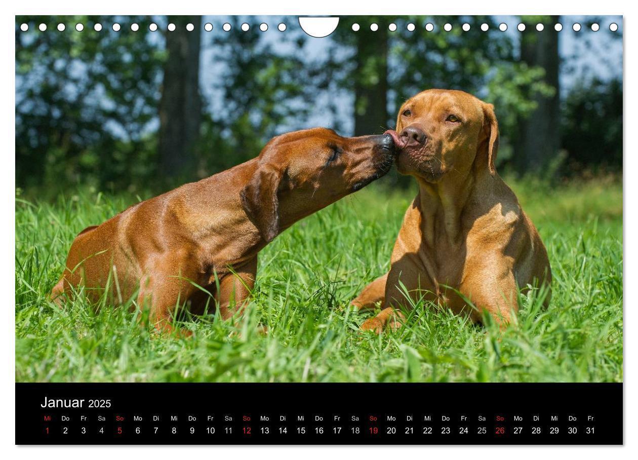 Bild: 9783435760107 | Rhodesian Ridgeback 2025 (Wandkalender 2025 DIN A4 quer), CALVENDO...