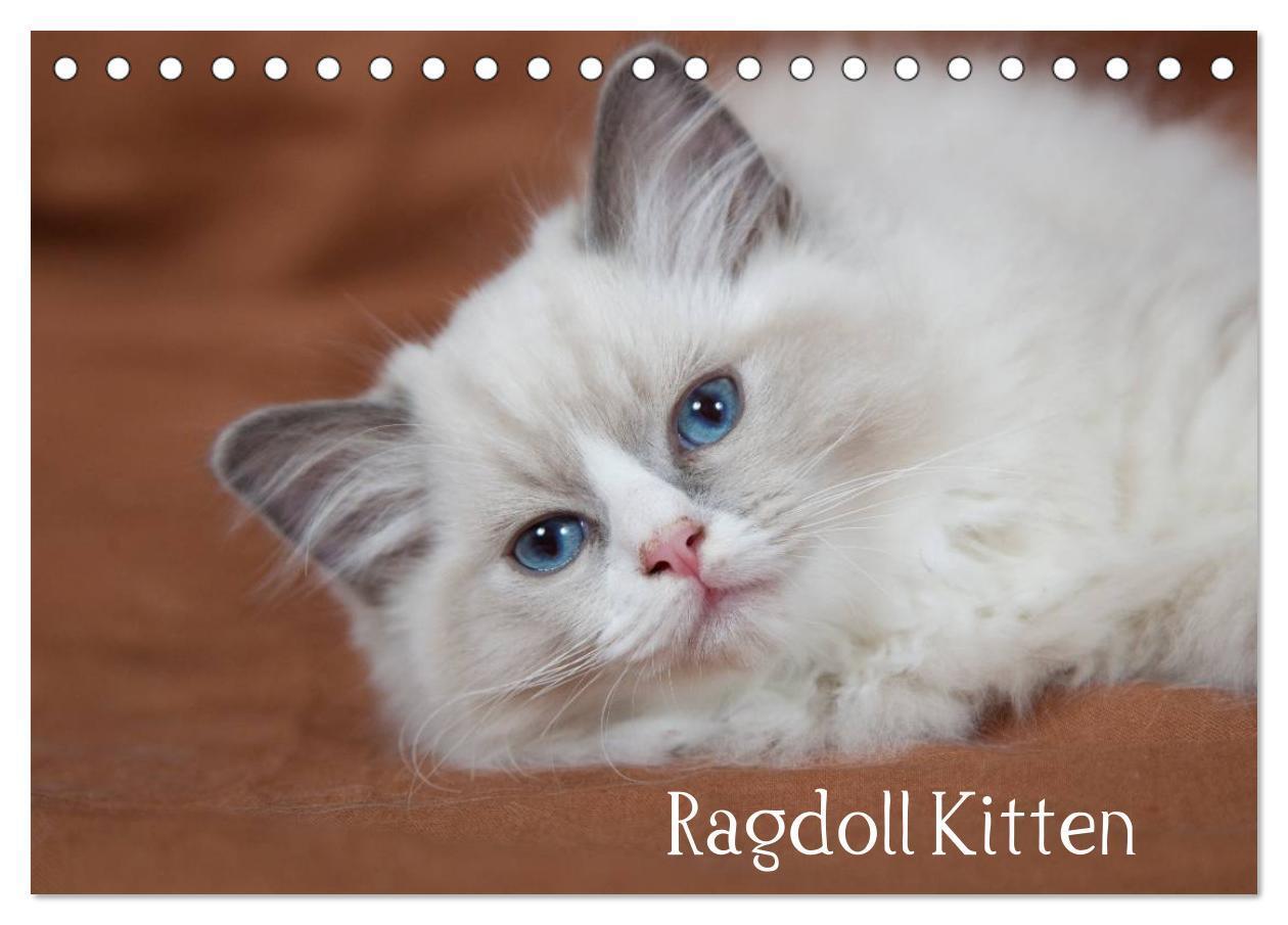 Cover: 9783435755318 | Ragdoll Kitten (Tischkalender 2025 DIN A5 quer), CALVENDO...