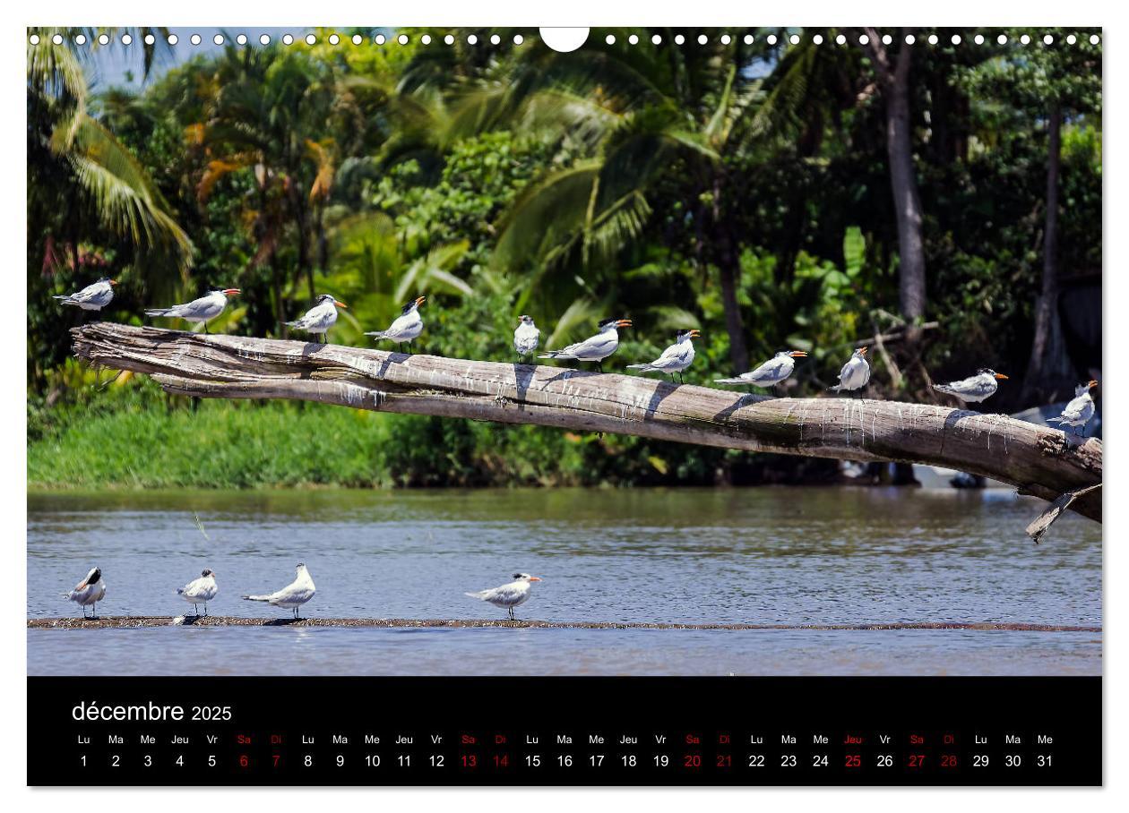 Bild: 9781325937059 | Costa Rica Paradis de la Biodiversité (Calendrier mural 2025 DIN A3...