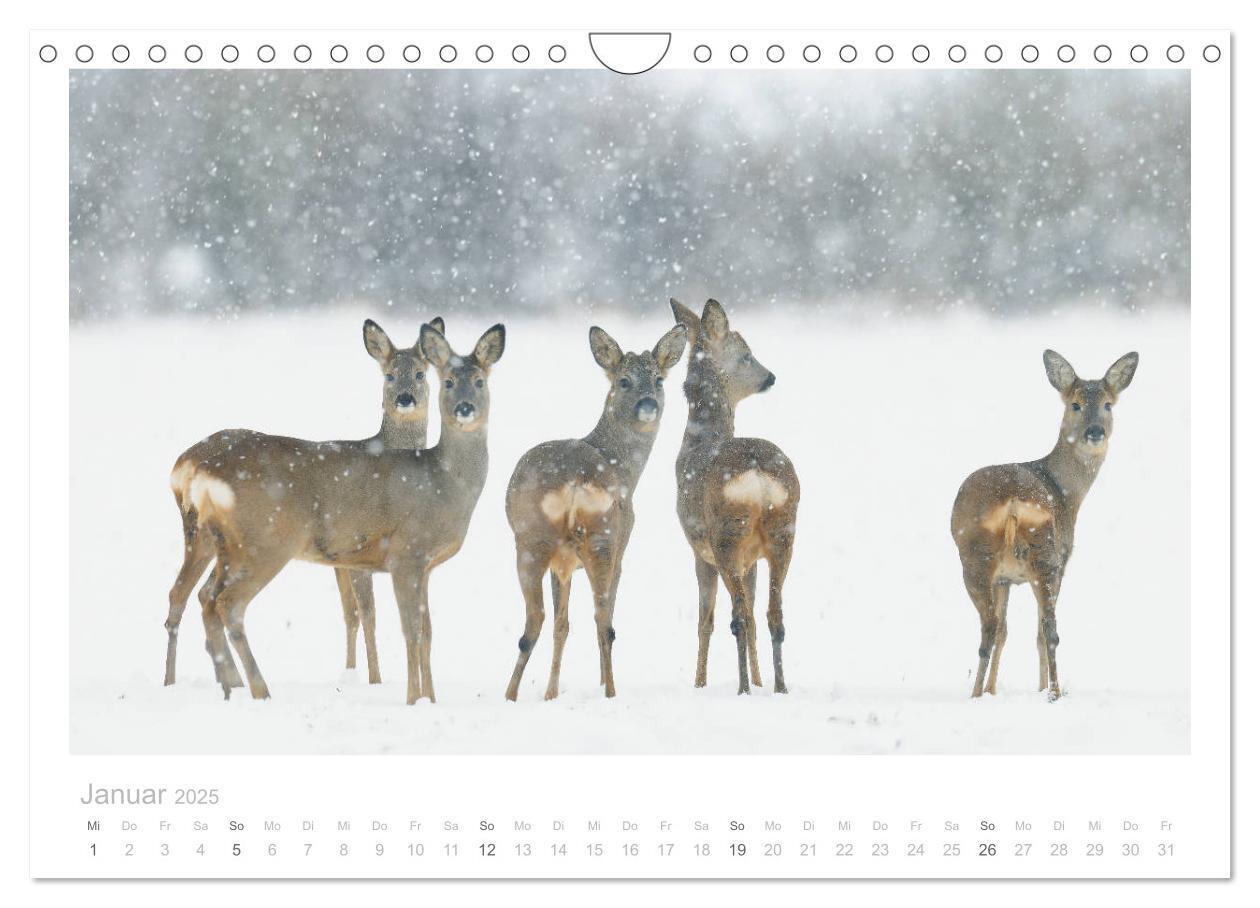 Bild: 9783435111107 | Rehwild 2025 (Wandkalender 2025 DIN A4 quer), CALVENDO Monatskalender