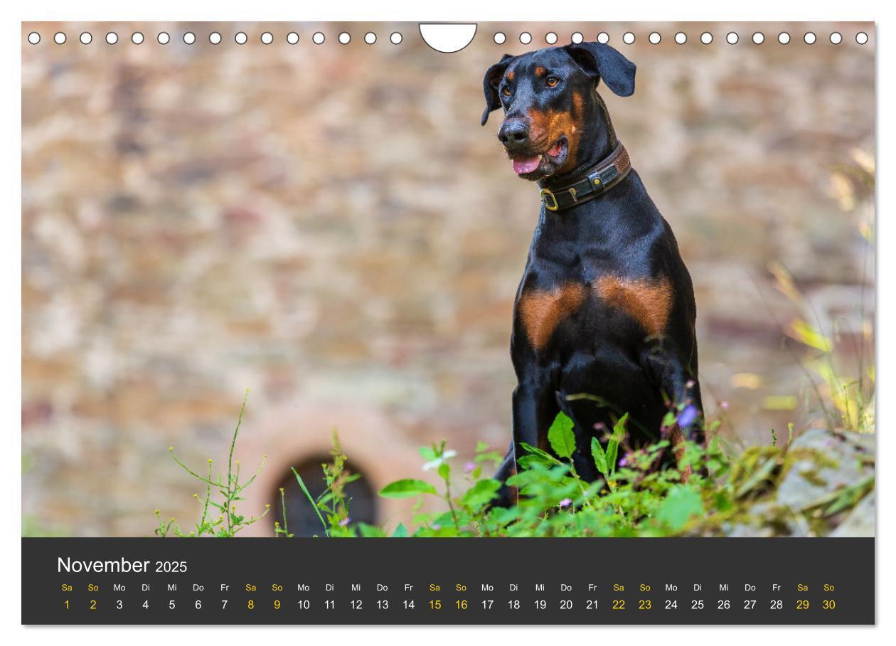 Bild: 9783435639366 | Dobermann 2025 (Wandkalender 2025 DIN A4 quer), CALVENDO...