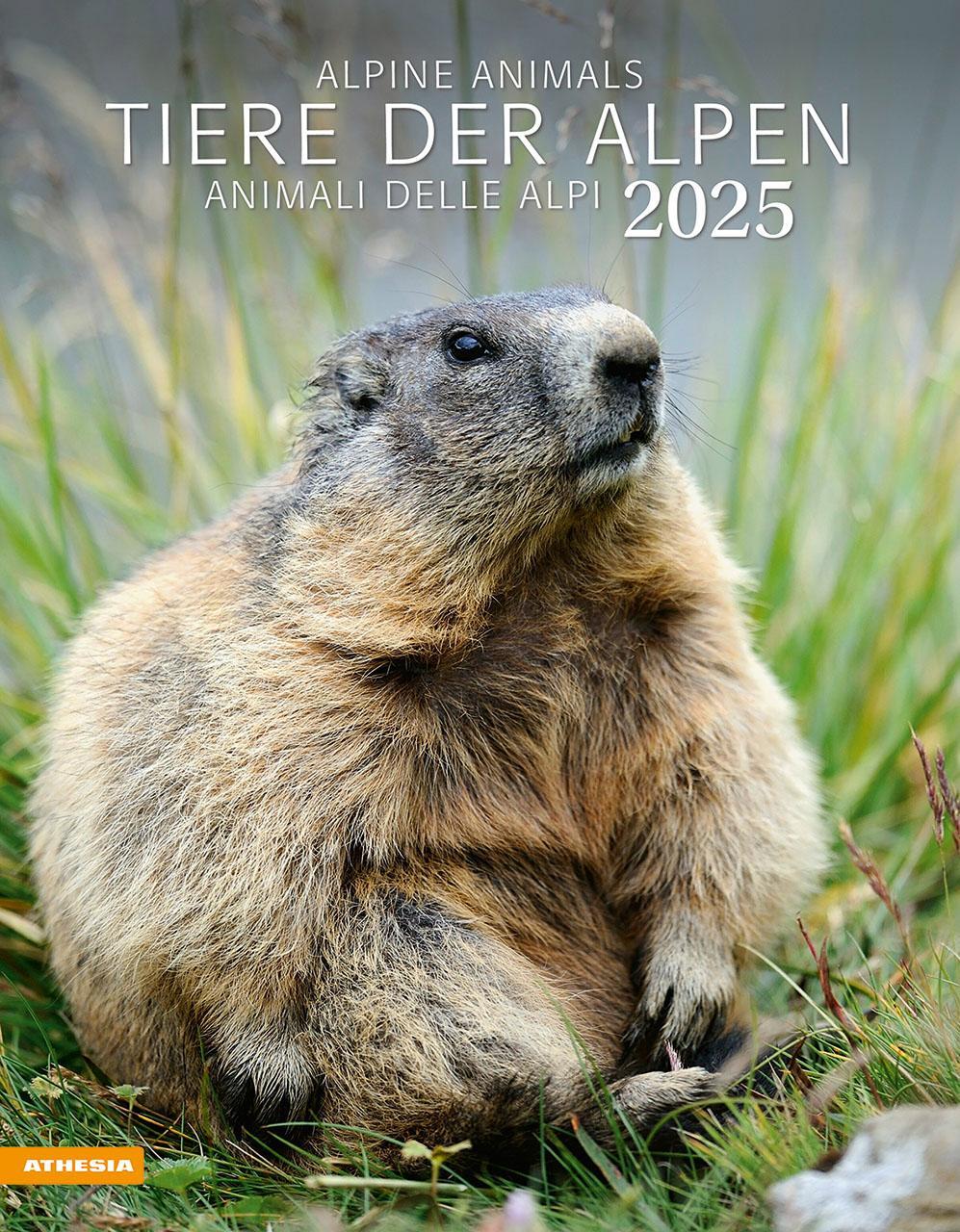Cover: 9788868397449 | Tiere der Alpen - Kalender 2025 | Animali delle Alpi - Alpine animals