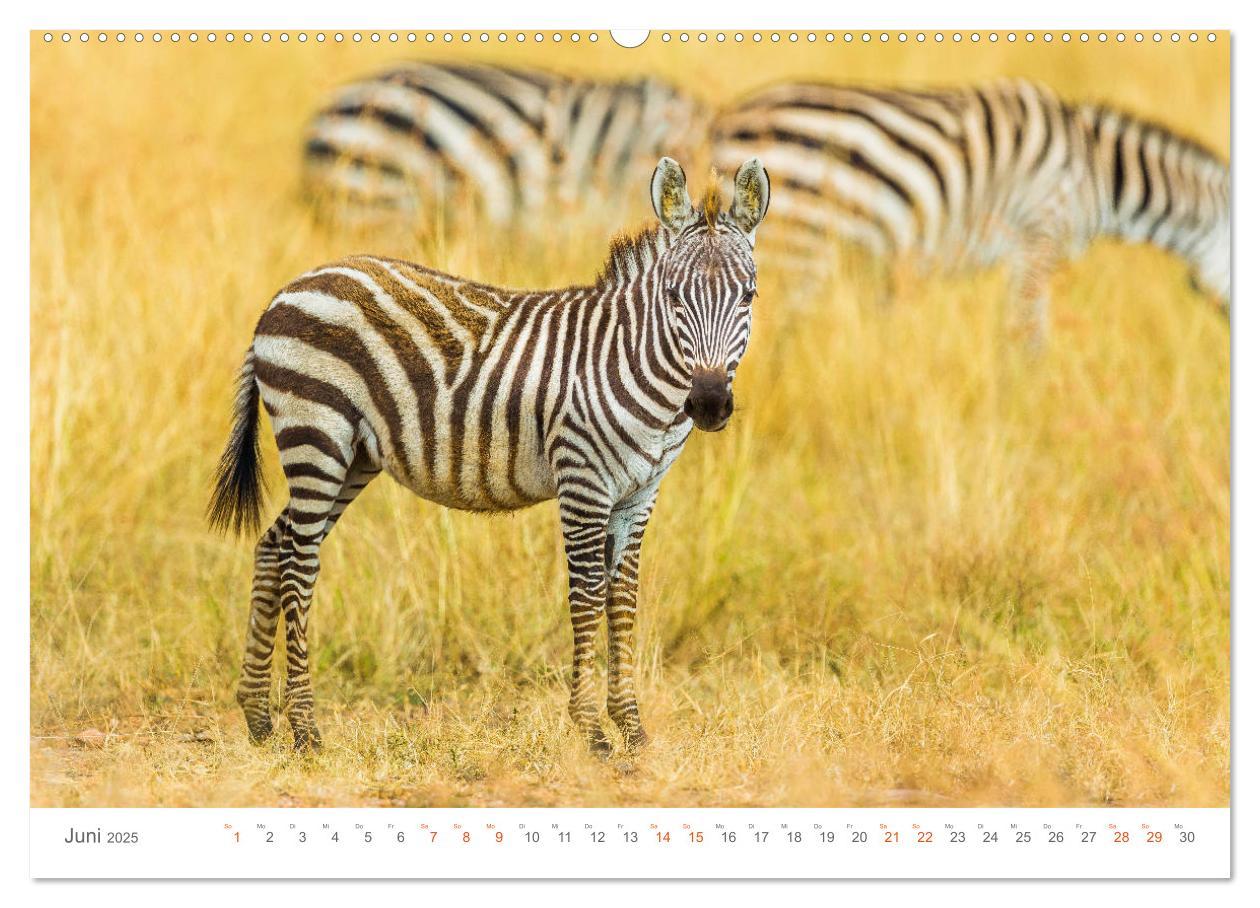 Bild: 9783435291458 | Safari Kenia (Wandkalender 2025 DIN A2 quer), CALVENDO Monatskalender