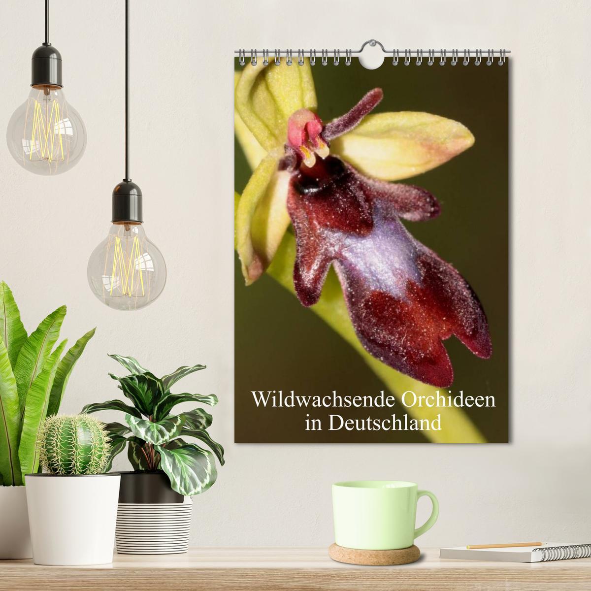 Bild: 9783457064313 | Wildwachsende Orchideen in Deutschland (Wandkalender 2025 DIN A4...