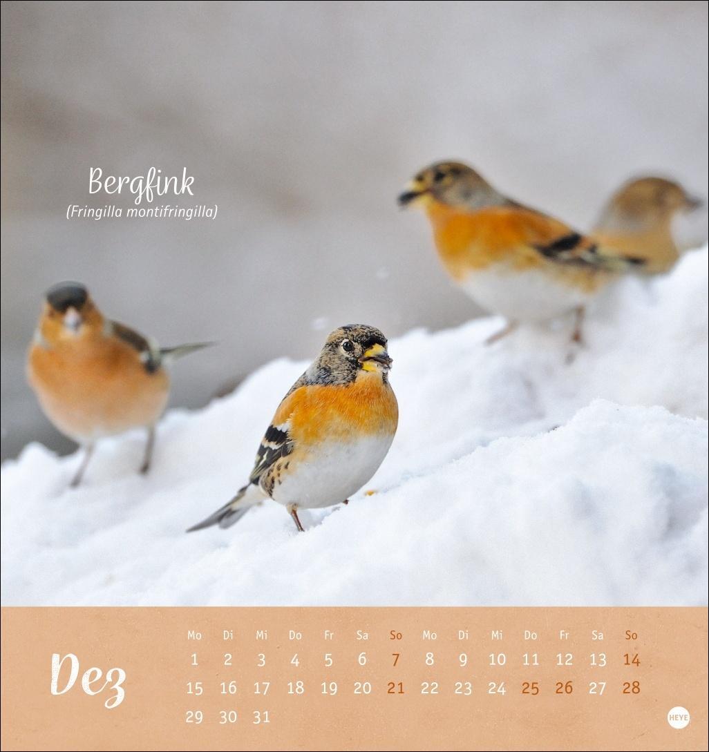Bild: 9783756407125 | Vögel in unseren Gärten Postkartenkalender 2025 | Heye | Kalender