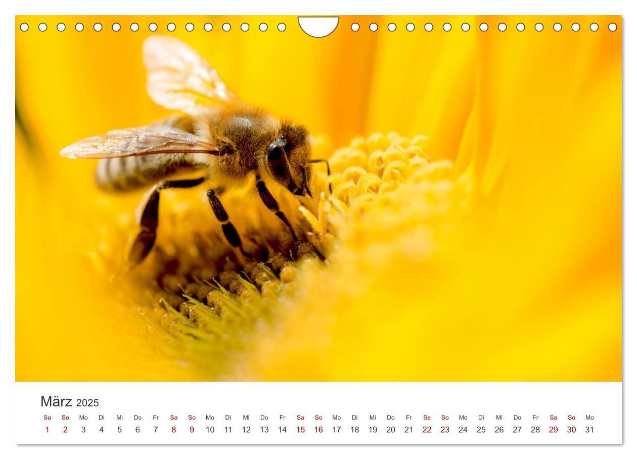 Bild: 9783383927485 | Die Welt der fleißigen Bienen (Wandkalender 2025 DIN A4 quer),...