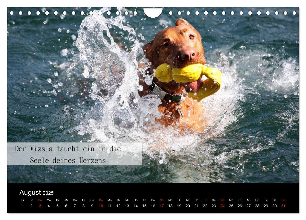 Bild: 9783435518968 | Magyar Vizsla - Zauberhafte Kobolde (Wandkalender 2025 DIN A4...