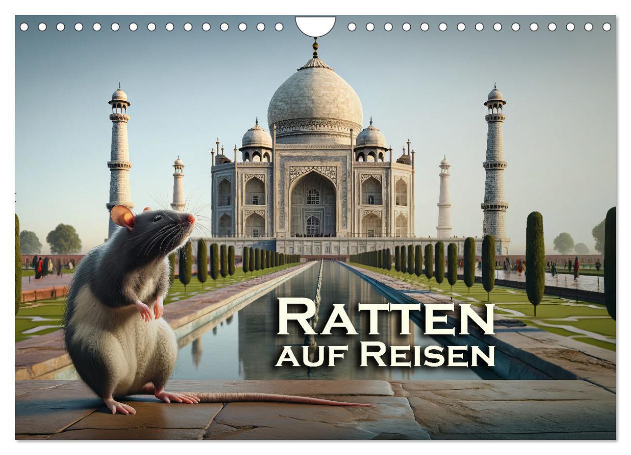 Cover: 9783383787539 | Ratten auf Reisen (Wandkalender 2025 DIN A4 quer), CALVENDO...