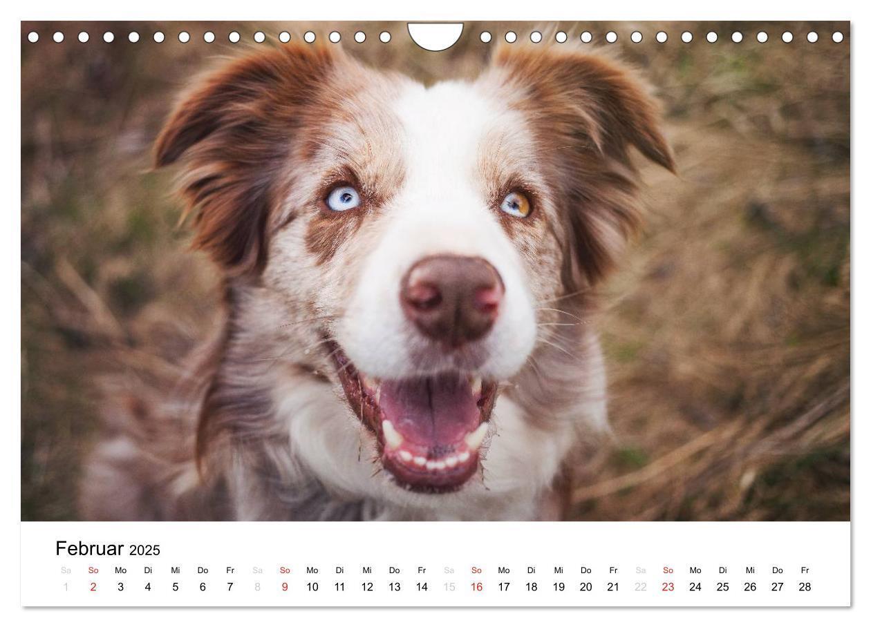 Bild: 9783435578153 | Border Collies 2025 (Wandkalender 2025 DIN A4 quer), CALVENDO...