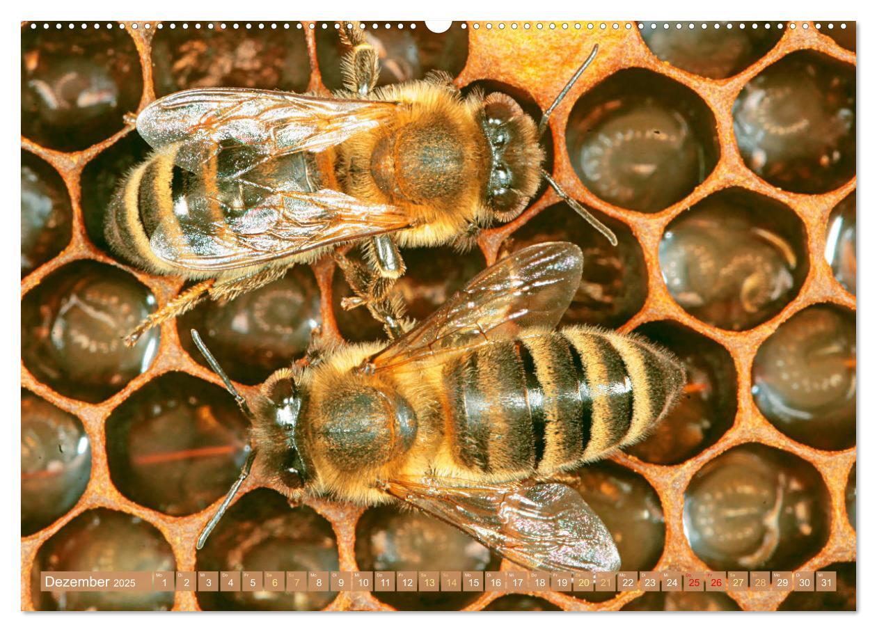 Bild: 9783383886270 | Süßes Gold: Imker, Bienen &amp; Honig (Wandkalender 2025 DIN A2 quer),...