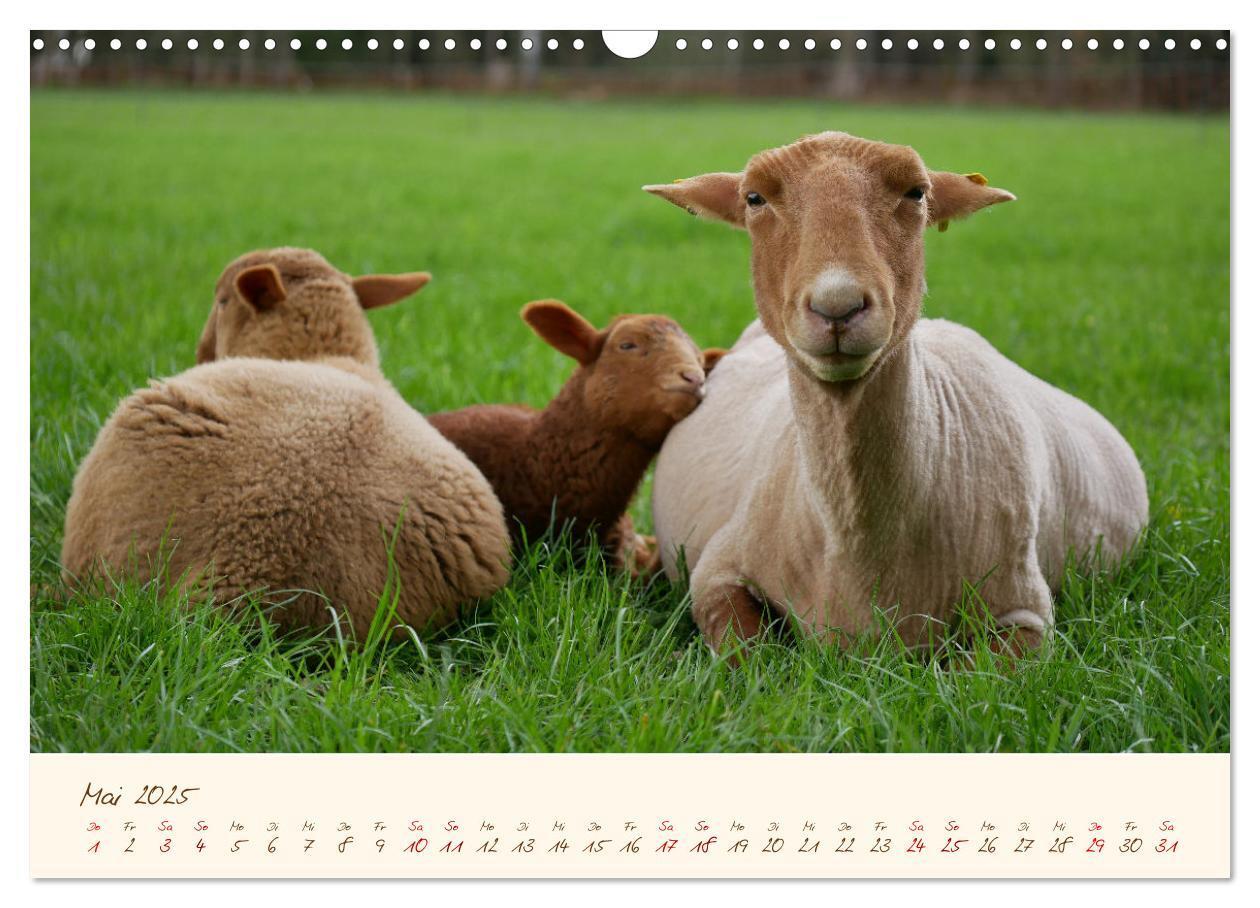 Bild: 9783435172832 | Coburger Fuchsschaf (Wandkalender 2025 DIN A3 quer), CALVENDO...