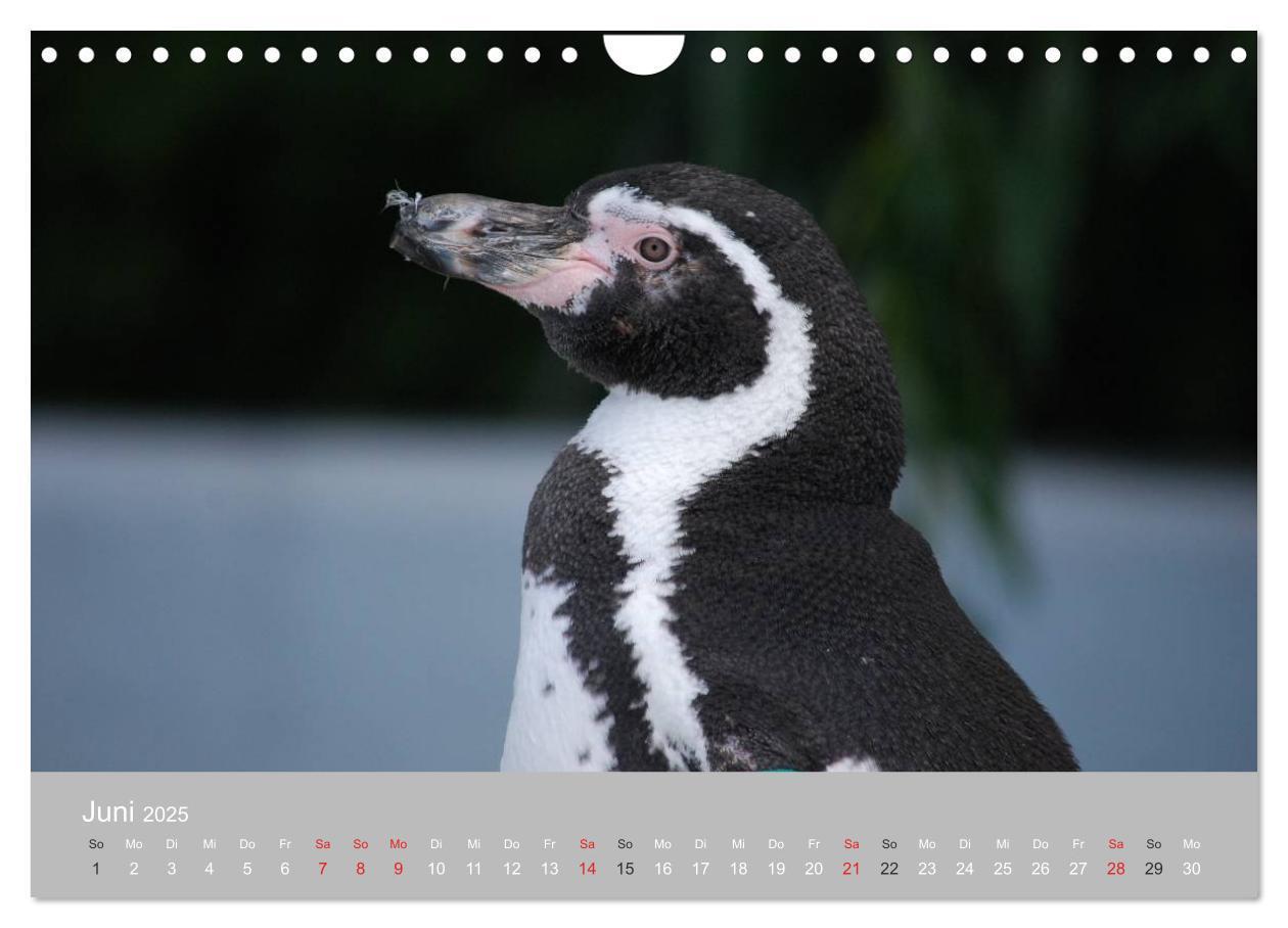 Bild: 9783435790371 | Pinguine 2025 (Wandkalender 2025 DIN A4 quer), CALVENDO Monatskalender