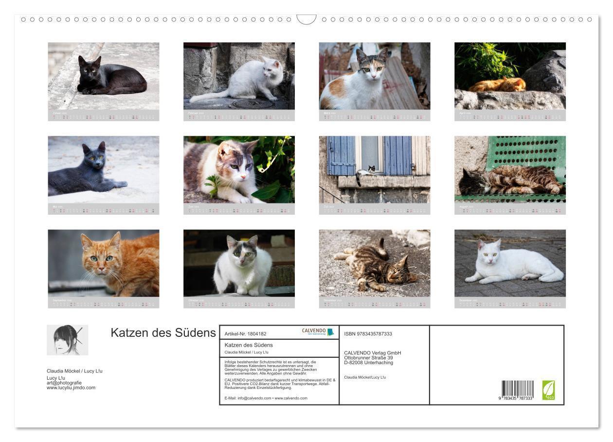 Bild: 9783435787333 | Katzen des Südens (Wandkalender 2025 DIN A2 quer), CALVENDO...