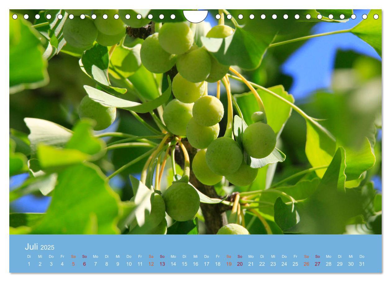 Bild: 9783435304981 | Geliebter Ginkgo (Wandkalender 2025 DIN A4 quer), CALVENDO...