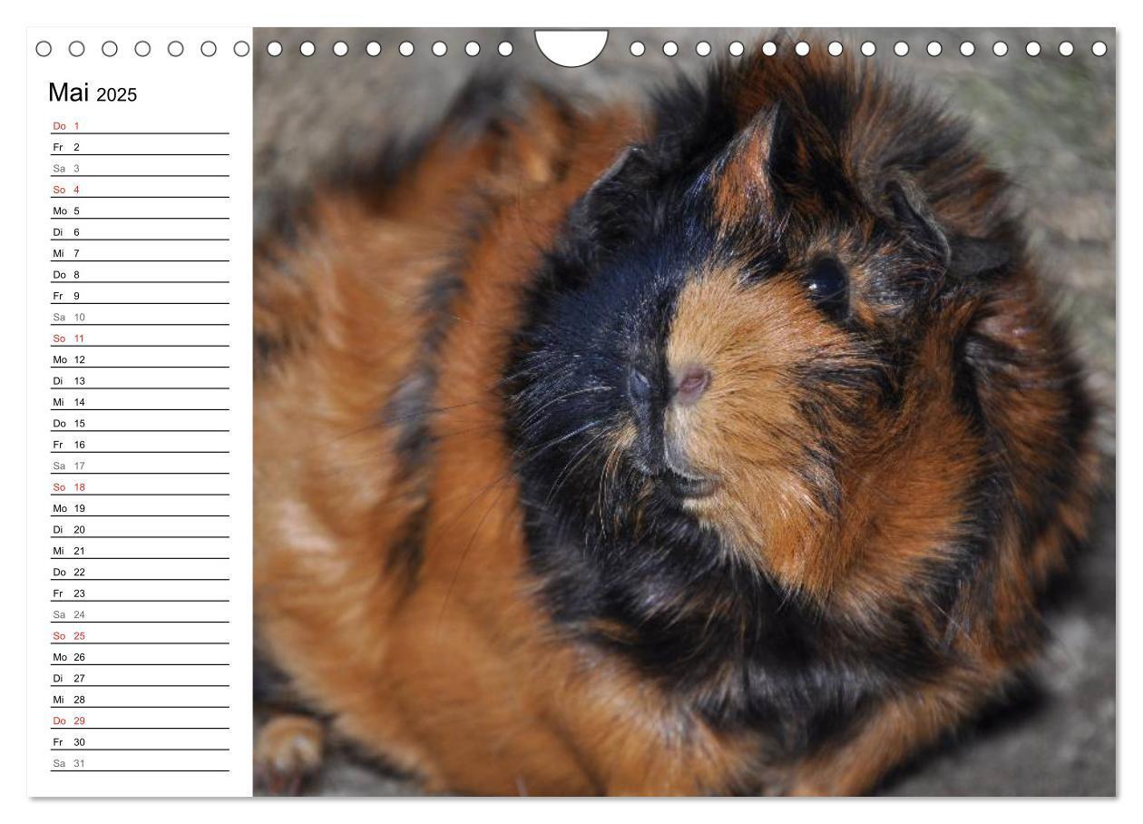 Bild: 9783435719686 | Meerschweinchen Niedliche Herzensbrecher (Wandkalender 2025 DIN A4...