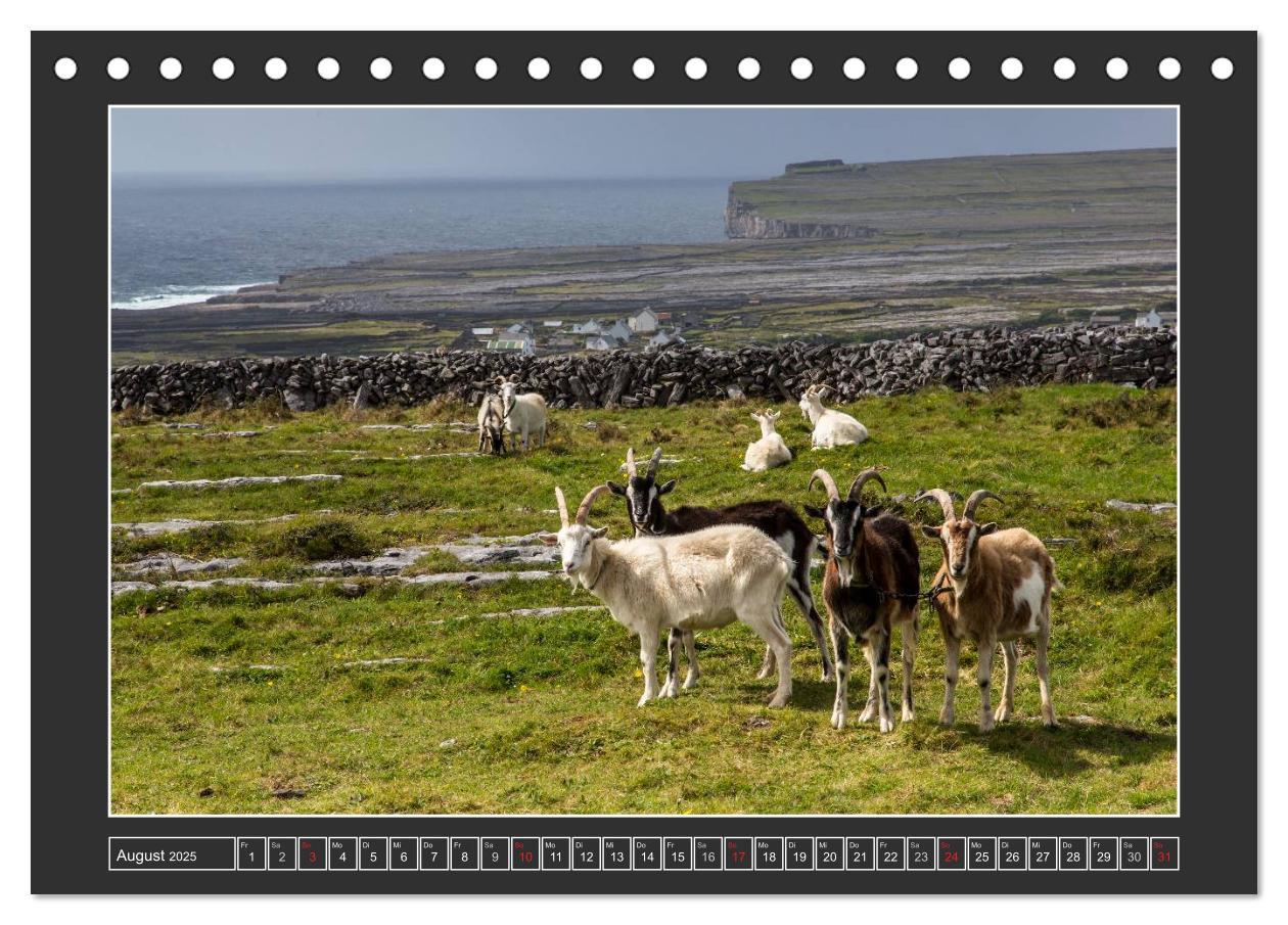 Bild: 9783435679430 | IRLAND - Insel der glücklichen Schafe (Tischkalender 2025 DIN A5...