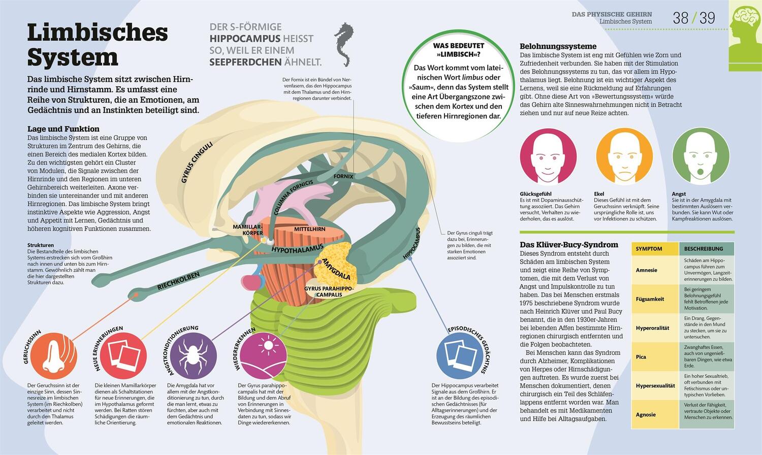 Bild: 9783831040186 | #dkinfografik. Das menschliche Gehirn und wie es funktioniert | Buch
