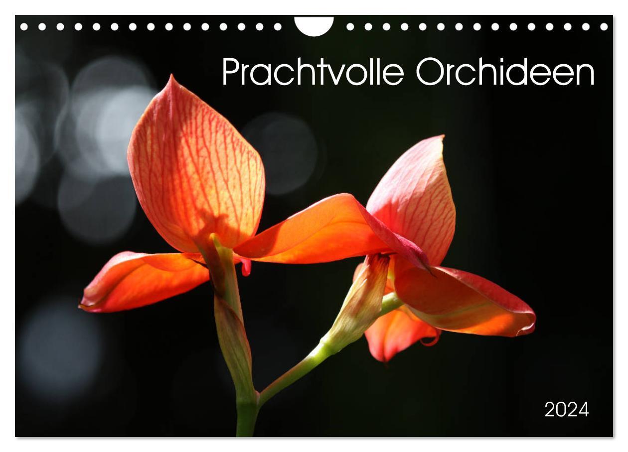 Cover: 9783383523847 | Prachtvolle Orchideen (Wandkalender 2024 DIN A4 quer), CALVENDO...