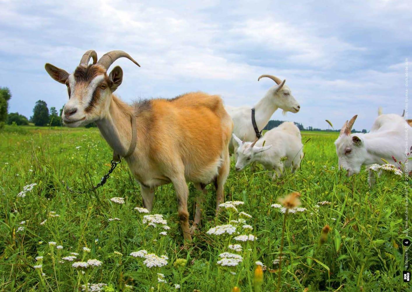 Bild: 4260179517266 | Huhn, Schwein und Kuh. Tiere auf dem Bauernhof. Kamishibai...