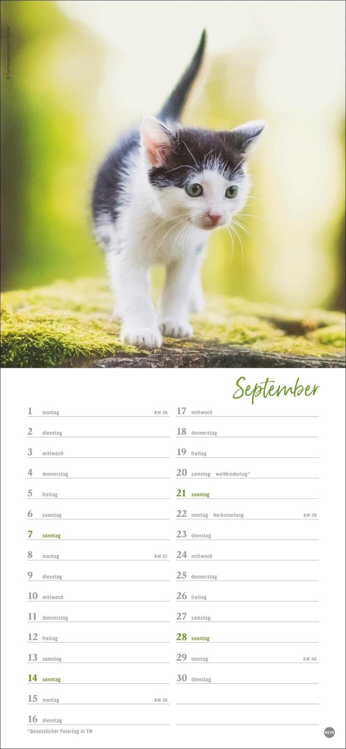 Bild: 9783756406159 | Katzen slim - Auf sanften Pfoten Kalender 2025 | Heye | Kalender