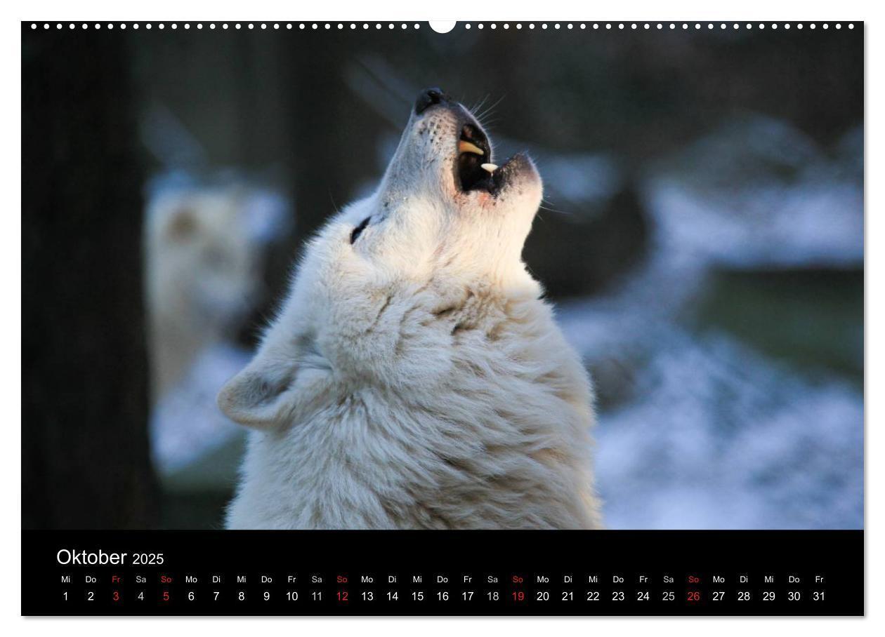 Bild: 9783435797097 | Tierkalender 2025 (Wandkalender 2025 DIN A2 quer), CALVENDO...