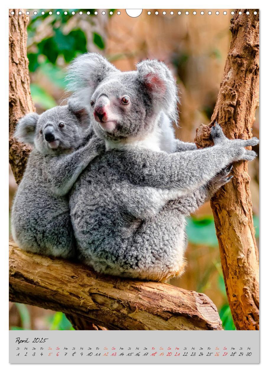 Bild: 9783435950249 | Koala, kleiner Bär (Wandkalender 2025 DIN A3 hoch), CALVENDO...