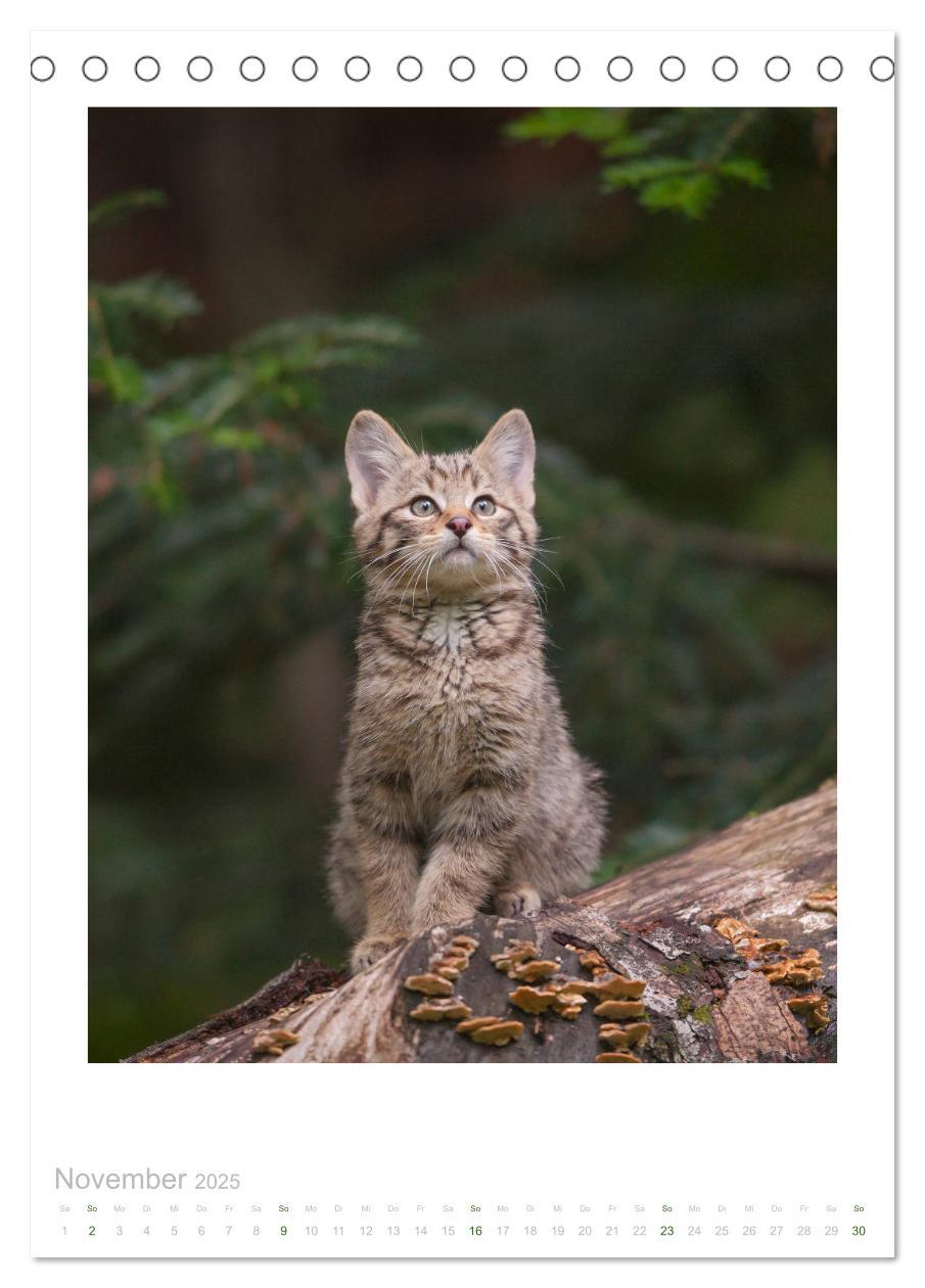 Bild: 9783435953240 | Wildkatzen - Kleine Samtpfoten des Waldes (Tischkalender 2025 DIN...