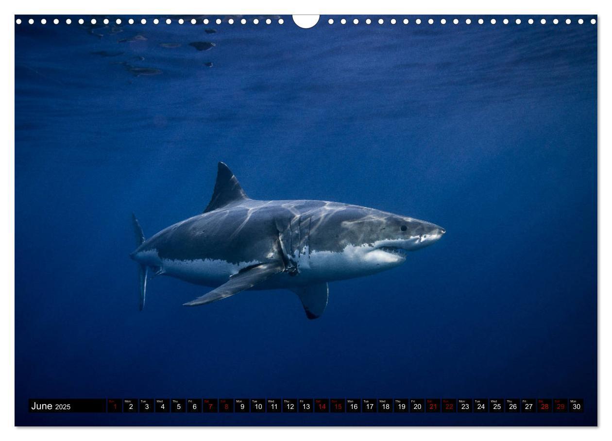 Bild: 9781325942909 | The Great White Shark: King of the Ocean (Wall Calendar 2025 DIN A3...