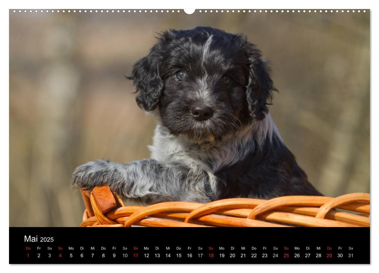 Bild: 9783435822652 | Hundewelpen (Wandkalender 2025 DIN A2 quer), CALVENDO Monatskalender