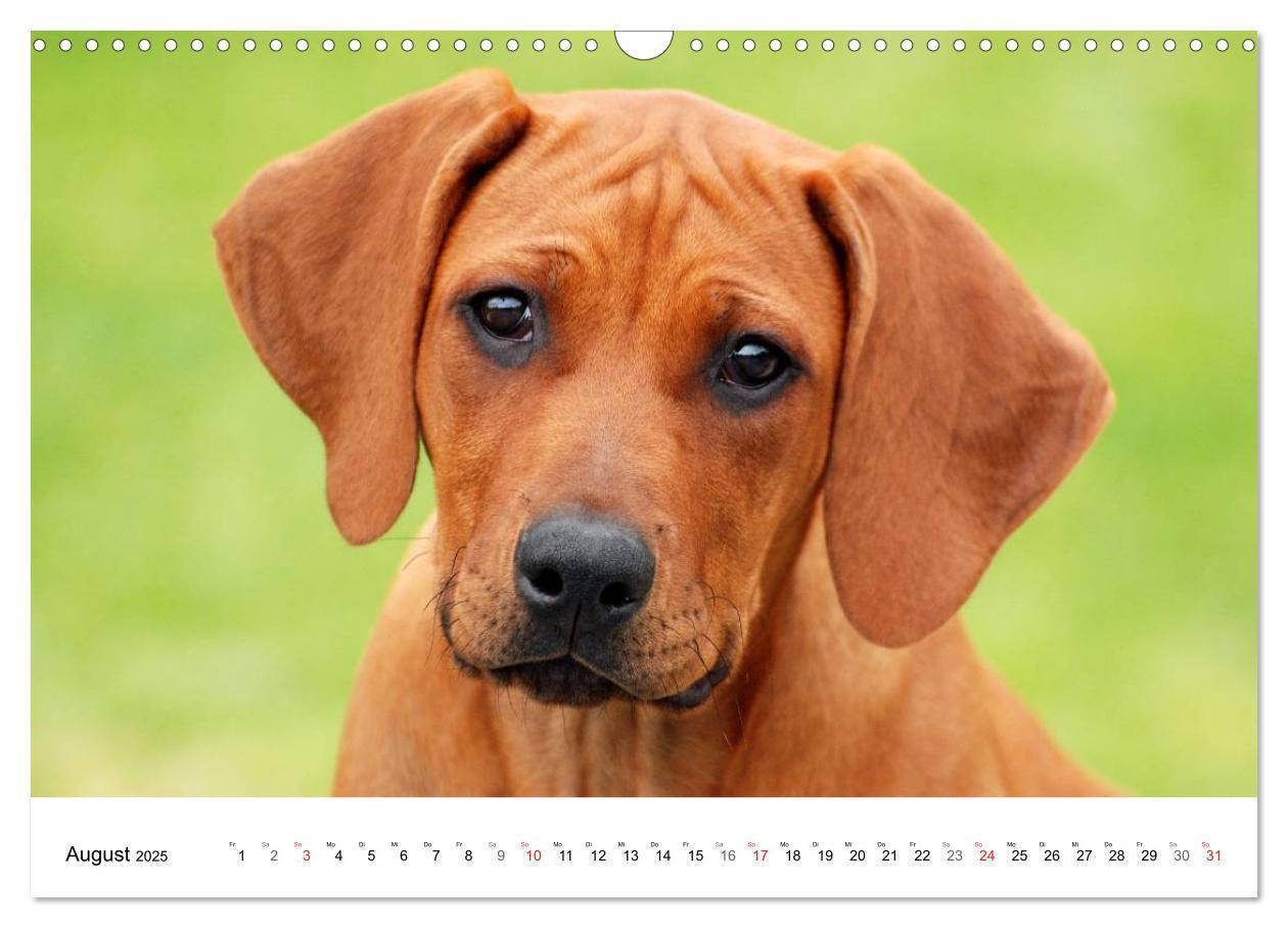 Bild: 9783435623518 | Rhodesian Ridgeback Welpen (Wandkalender 2025 DIN A3 quer),...