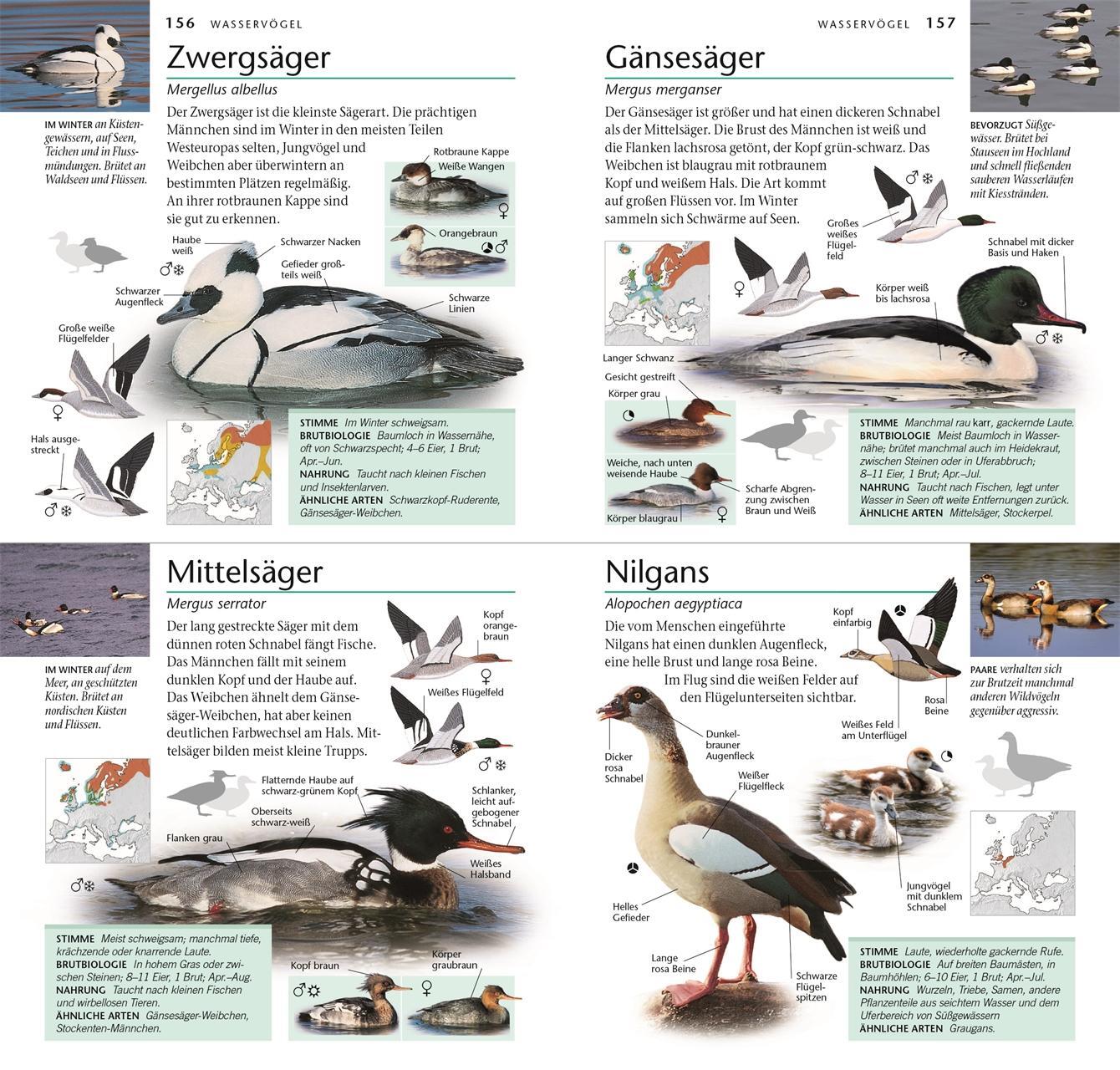 Bild: 9783831045808 | Vögel | 300 Arten entdecken &amp; bestimmen. Mit Vogelstimmen-Download