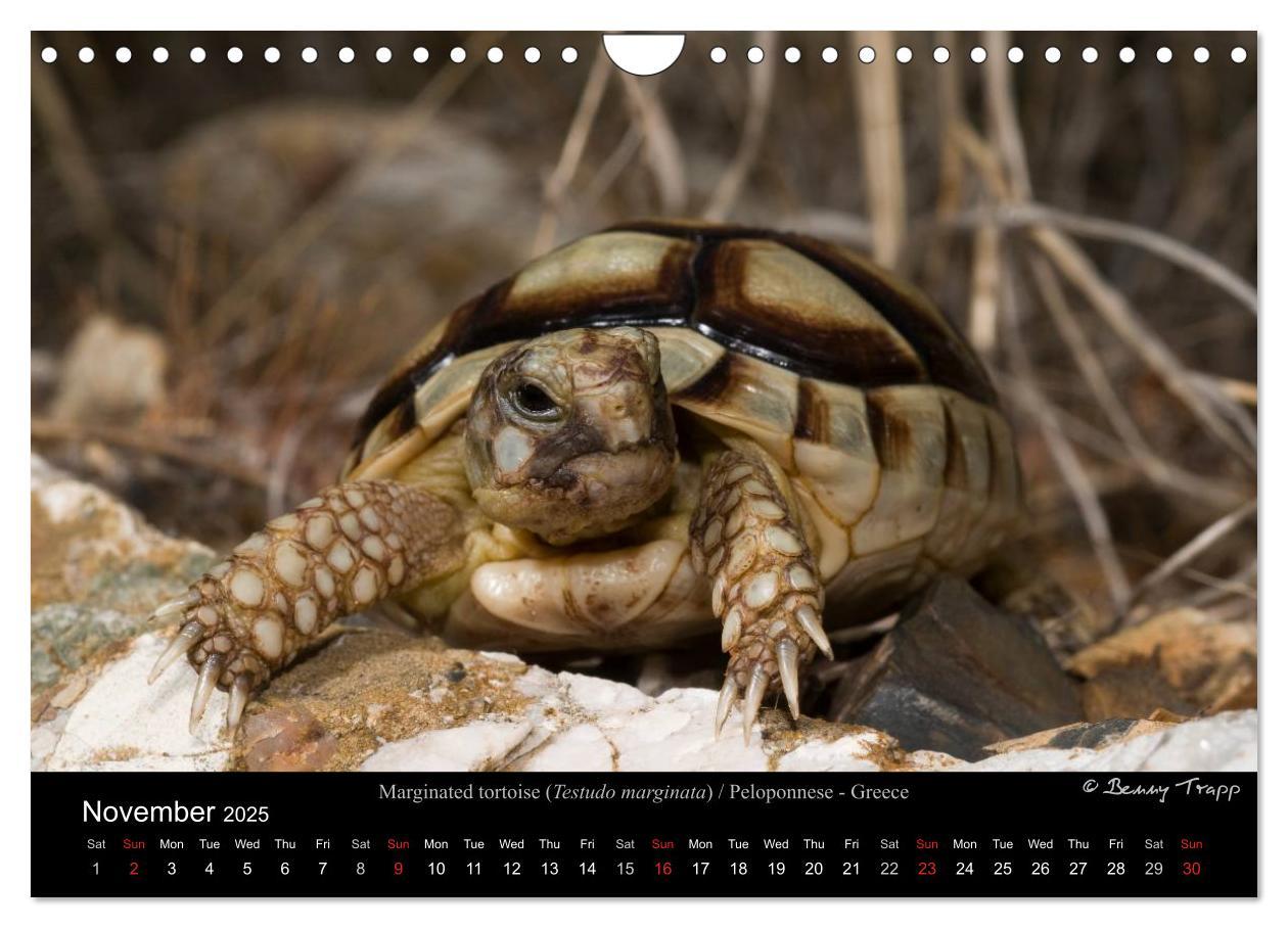 Bild: 9781325996001 | European Tortoises / UK-Version (Wall Calendar 2025 DIN A4...