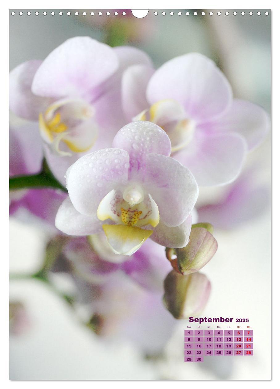 Bild: 9783435903313 | Traumhafte Orchideen (Wandkalender 2025 DIN A3 hoch), CALVENDO...