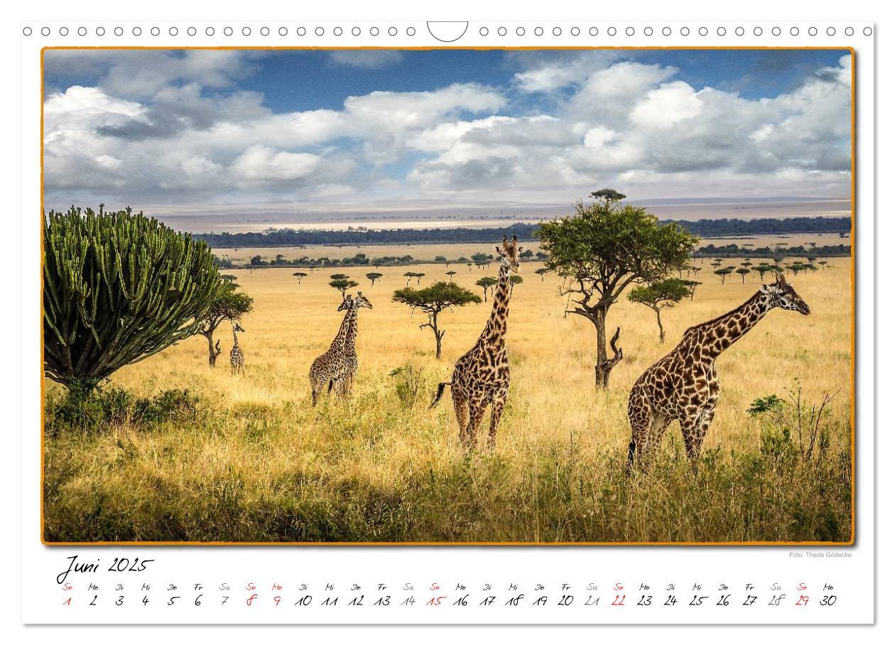 Bild: 9783435488773 | Abenteuer Masai Mara (Wandkalender 2025 DIN A3 quer), CALVENDO...