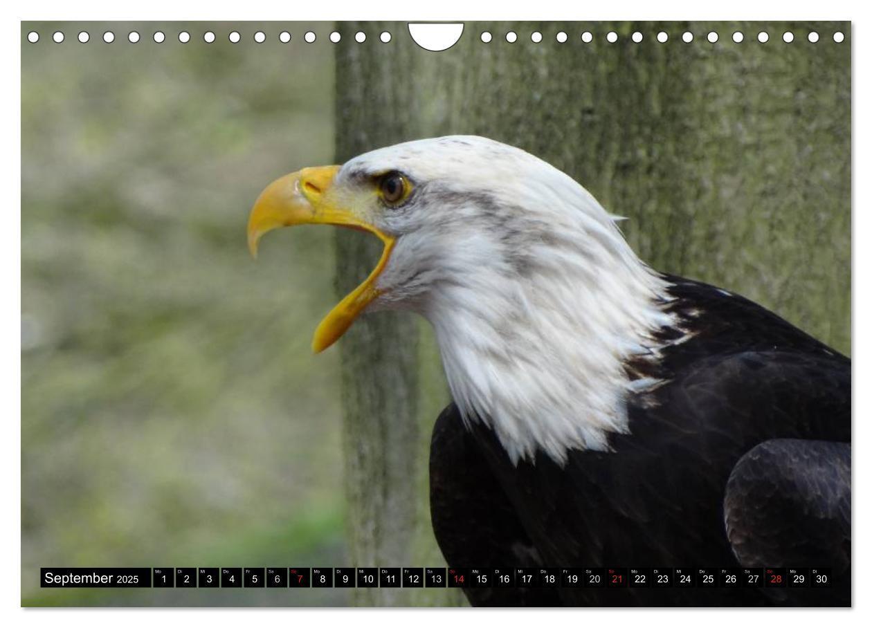 Bild: 9783435518135 | Weißkopfseeadler. Symbol der Freiheit (Wandkalender 2025 DIN A4...