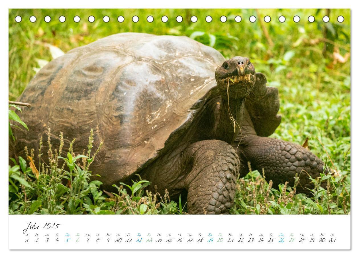 Bild: 9783383883361 | Die Riesenschildkröten der Galapagos Inseln (Tischkalender 2025 DIN...